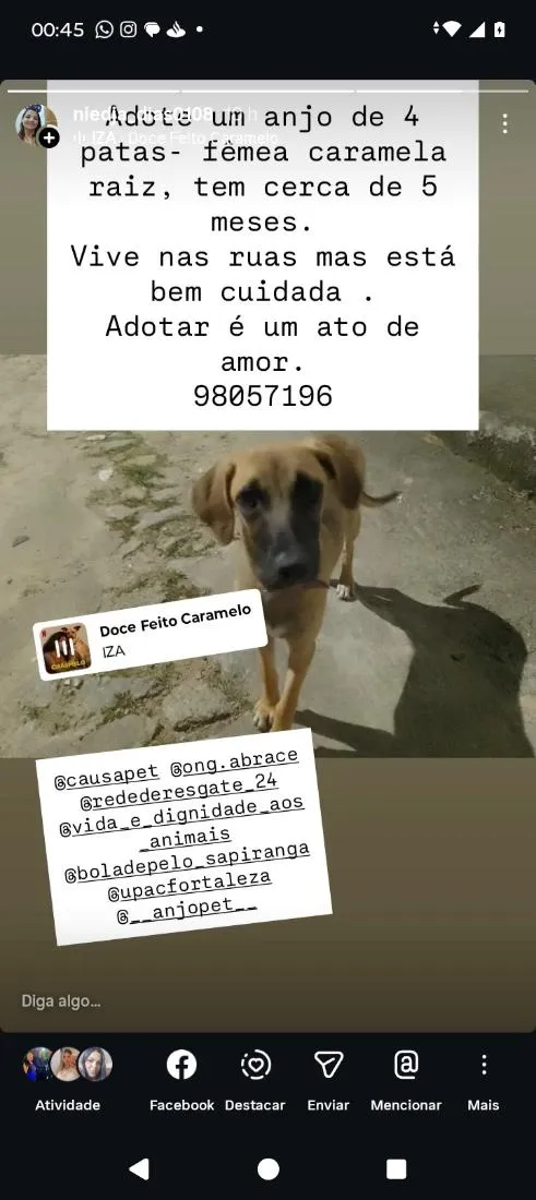 Cachorro raça SRD-ViraLata idade 2 a 6 meses nome Lili