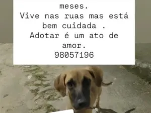 Cachorro raça SRD-ViraLata idade 2 a 6 meses nome Lili