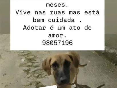 Cachorro raça SRD-ViraLata idade 2 a 6 meses nome Lili
