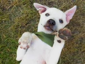 Cachorro raça SRD-ViraLata idade 2 a 6 meses nome Pipoca