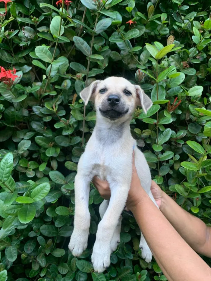 Cachorro raça SRD-ViraLata idade 2 a 6 meses nome Nina