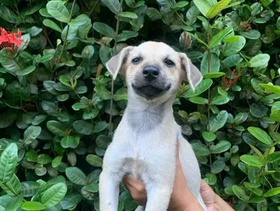 Cachorro raça SRD-ViraLata idade 2 a 6 meses nome Nina