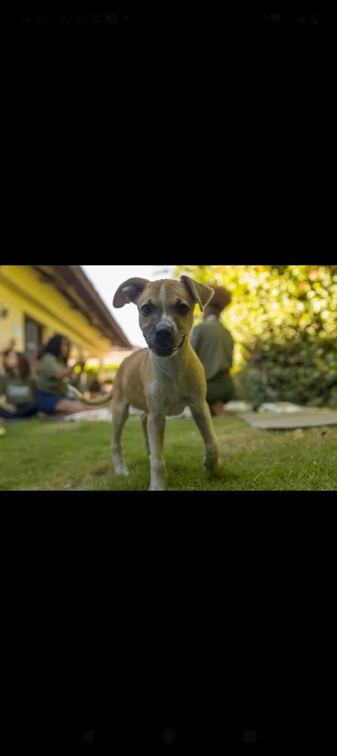 Cachorro raça SRD-ViraLata idade 2 a 6 meses nome Princesa