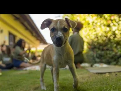 Cachorro raça SRD-ViraLata idade 2 a 6 meses nome Princesa