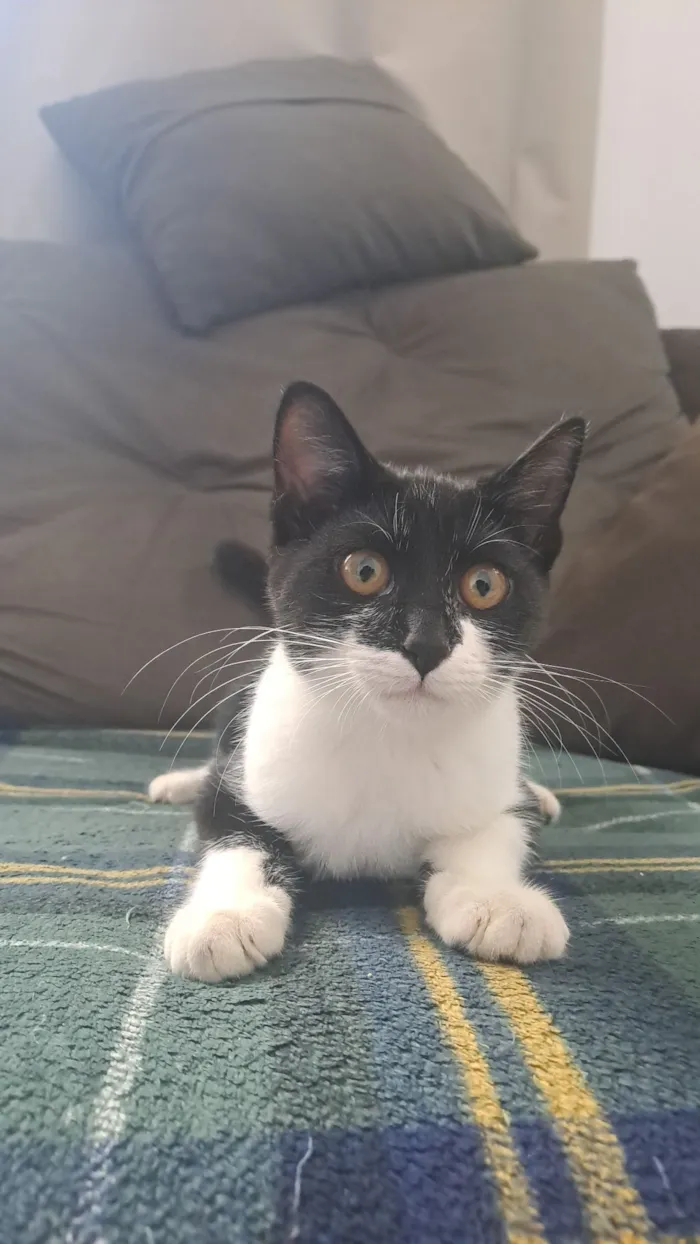 Gato raça SRD-ViraLata idade 2 a 6 meses nome Frajola