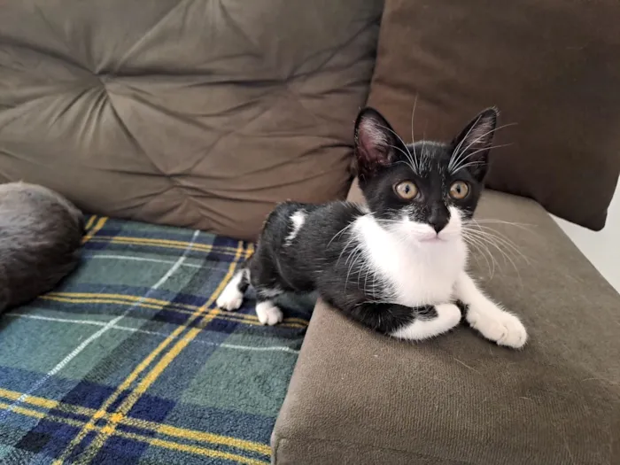 Gato raça SRD-ViraLata idade 2 a 6 meses nome Frajola