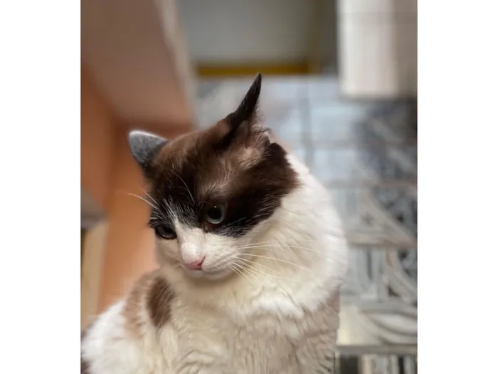 Gato raça SRD-ViraLata idade 5 anos nome Xavier 