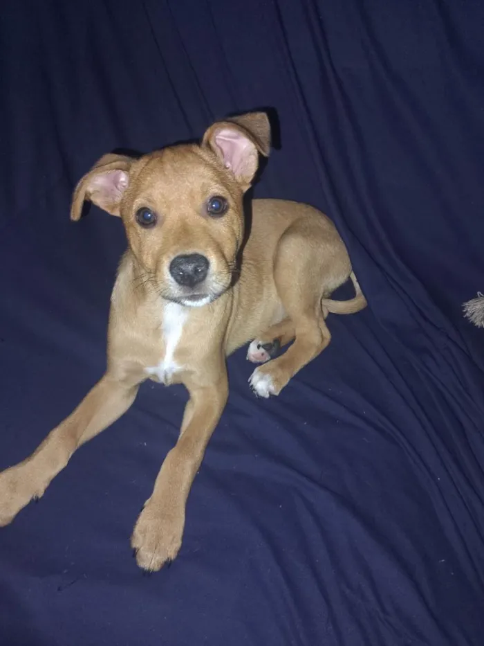 Cachorro raça SRD-ViraLata idade 2 a 6 meses nome Zé