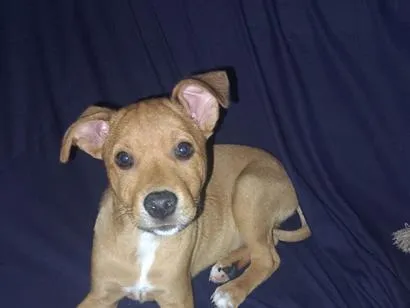 Cachorro raça SRD-ViraLata idade 2 a 6 meses nome Zé