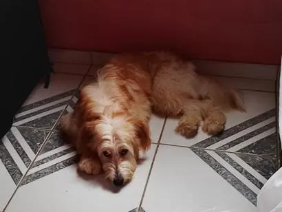 Cachorro raça SRD-ViraLata idade 7 a 11 meses nome Nike
