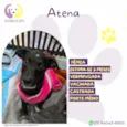 Atena