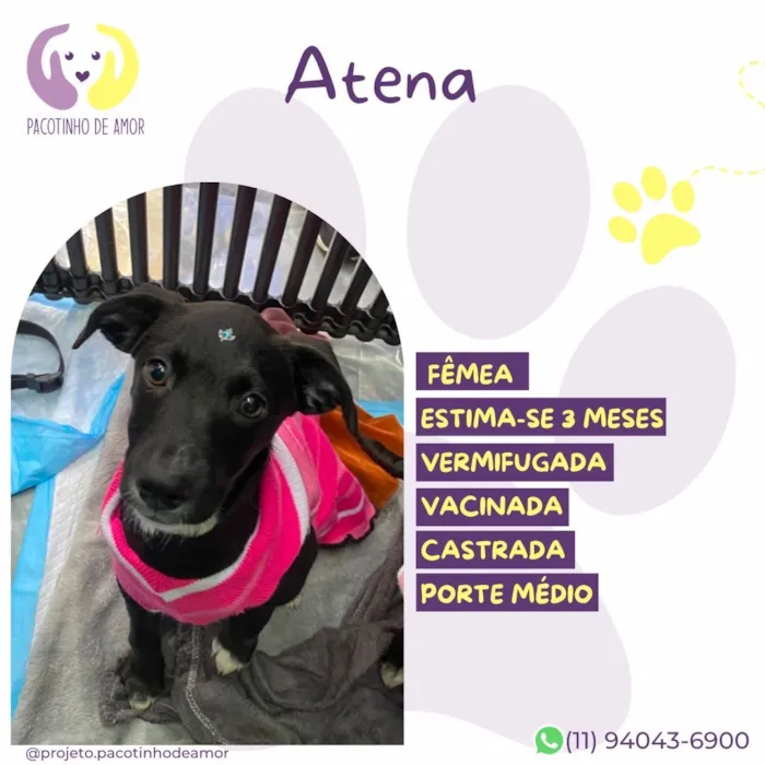 Cachorro raça SRD-ViraLata idade 2 a 6 meses nome Atena