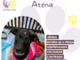 Atena