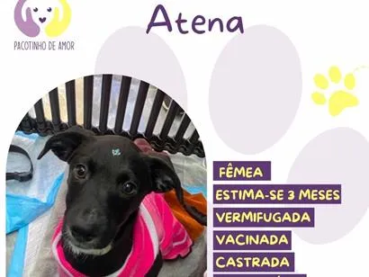 Cachorro raça SRD-ViraLata idade 2 a 6 meses nome Atena