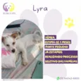Lyra