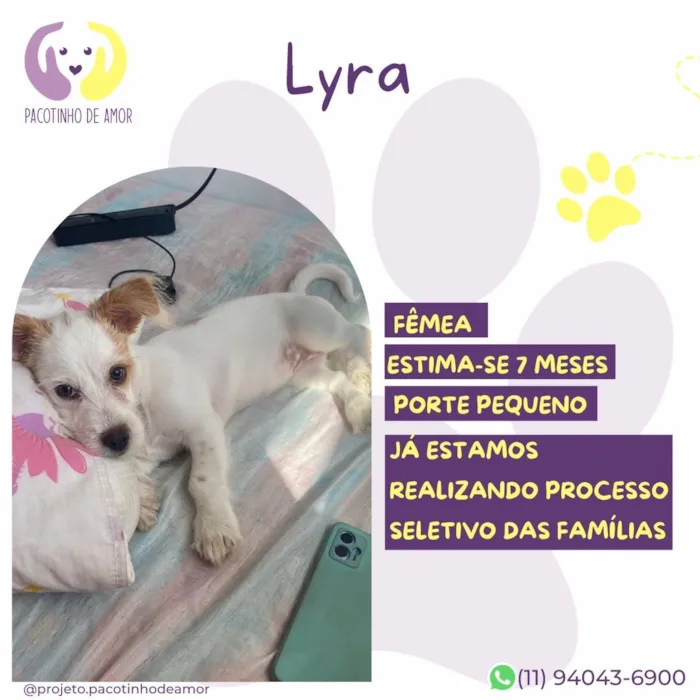 Cachorro raça SRD-ViraLata idade 7 a 11 meses nome Lyra