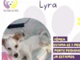 Lyra