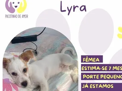 Cachorro raça SRD-ViraLata idade 7 a 11 meses nome Lyra