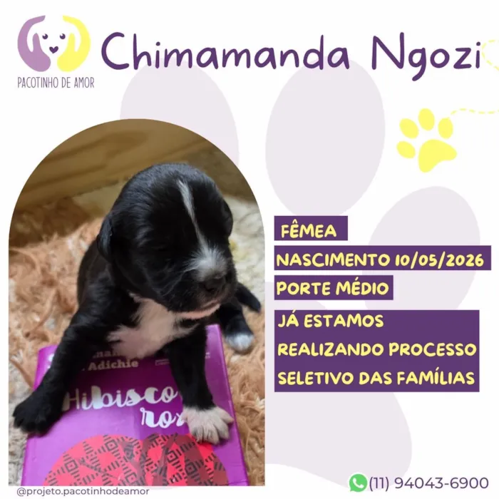 Cachorro raça SRD-ViraLata idade Abaixo de 2 meses nome Chimamanda Ngozi