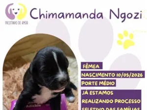 Cachorro raça SRD-ViraLata idade Abaixo de 2 meses nome Chimamanda Ngozi