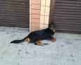 Rotweiller macho