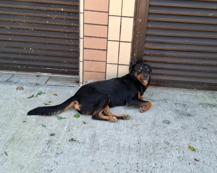 Cachorro raça Rottweiler idade 3 anos nome Rotweiller macho