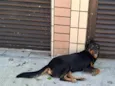 Rotweiller macho