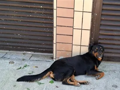 Cachorro raça Rottweiler idade 3 anos nome Rotweiller macho