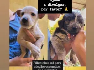 Cachorro raça SRD-ViraLata idade 2 a 6 meses nome filhotes 
