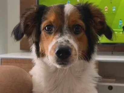 Cachorro raça SRD-ViraLata idade 7 a 11 meses nome Sem nome 