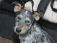 Rajado