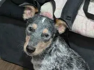 Cachorro raça SRD-ViraLata idade 7 a 11 meses nome Rajado