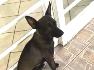 Cachorro raça SRD-ViraLata idade 1 ano nome Ella
