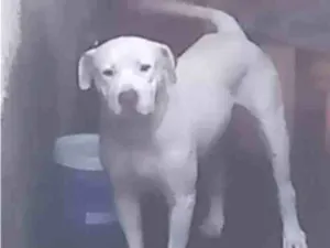 Cachorro raça Pit-Bull idade 3 anos nome Escobar e Princesa 