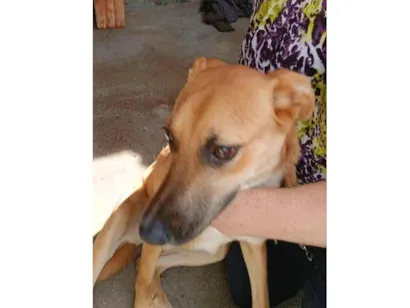 Cachorro raça SRD-ViraLata idade 7 a 11 meses nome Nina