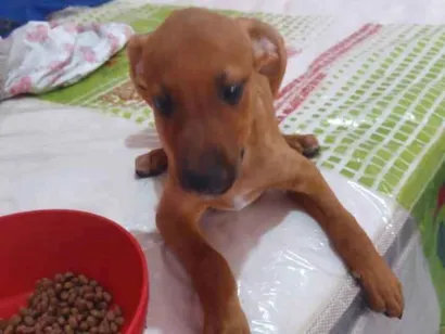 Cachorro raça SRD-ViraLata idade 2 a 6 meses nome caramelo