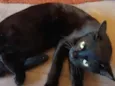 belatrix 