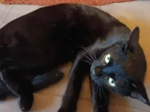 Gato raça SRD-ViraLata idade 2 a 6 meses nome belatrix 