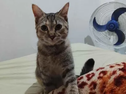 Gato raça SRD-ViraLata idade 7 a 11 meses nome Tempestade