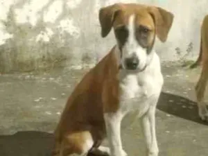 Cachorro raça SRD-ViraLata idade 2 a 6 meses nome Lilica