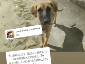 Cachorro raça SRD-ViraLata idade 2 a 6 meses nome Lili
