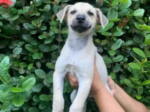 Cachorro raça SRD-ViraLata idade 2 a 6 meses nome Nina