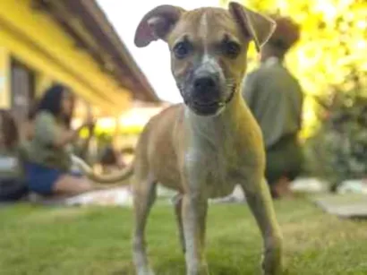 Cachorro raça SRD-ViraLata idade 2 a 6 meses nome Princesa