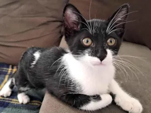 Gato raça SRD-ViraLata idade 2 a 6 meses nome Frajola