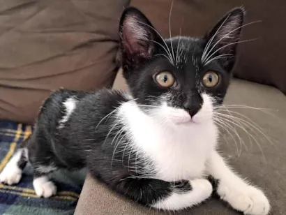 Gato raça SRD-ViraLata idade 2 a 6 meses nome Frajola