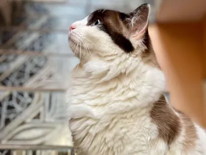 Gato raça SRD-ViraLata idade 5 anos nome Xavier 