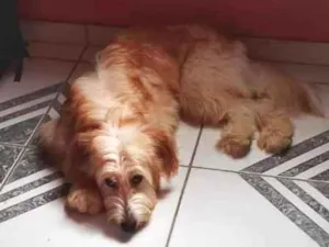 Cachorro raça SRD-ViraLata idade 7 a 11 meses nome Nike