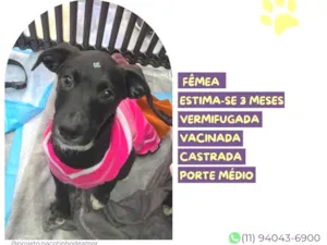 Cachorro raça SRD-ViraLata idade 2 a 6 meses nome Atena