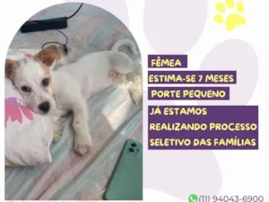 Cachorro raça SRD-ViraLata idade 7 a 11 meses nome Lyra