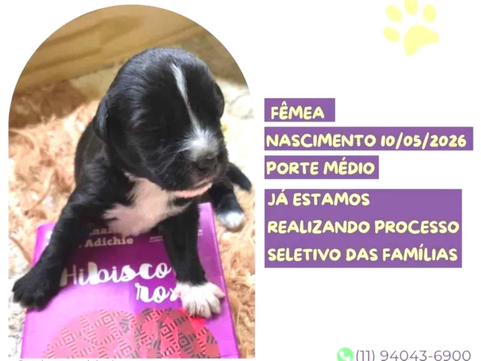 Cachorro raça SRD-ViraLata idade Abaixo de 2 meses nome Chimamanda Ngozi